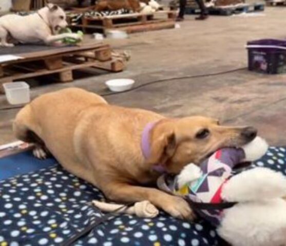 I cani che hanno perso tutto ricevono dei doni che possono limitare per un po’ la loro profonda tristezza