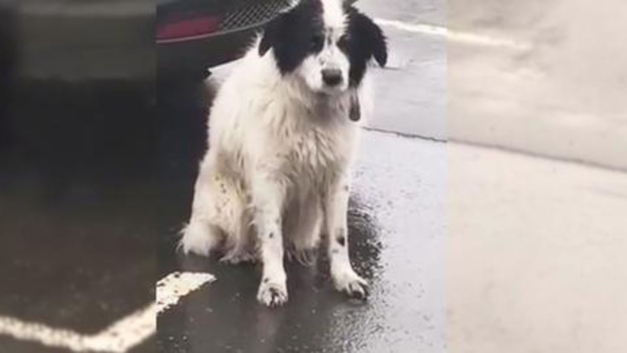 cane abbandonato sotto la pioggia