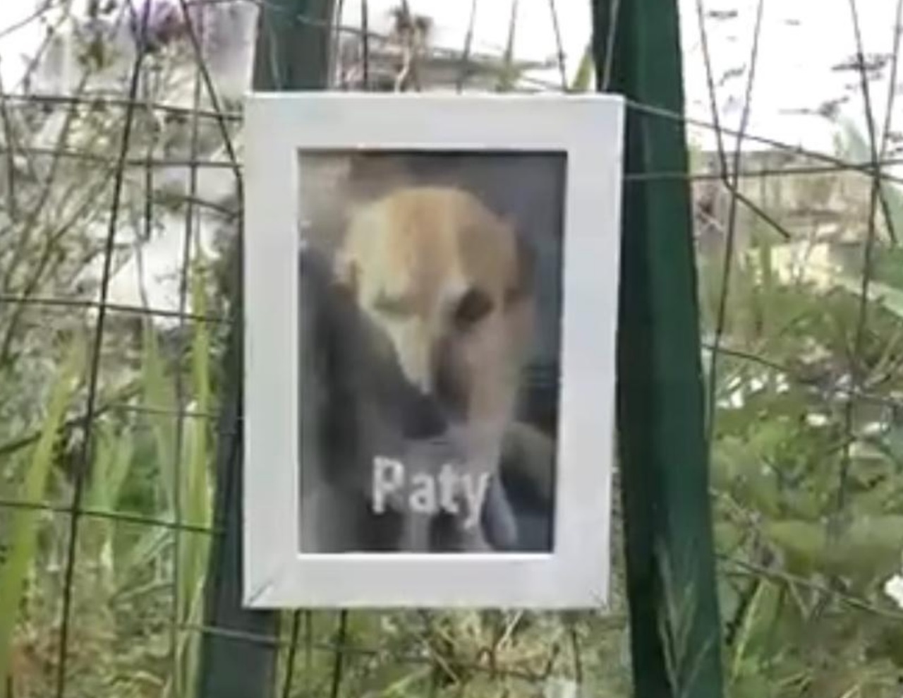 Cane di nome Pati