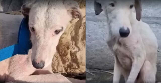 Lo hanno trovato maltrattato e senza pelo, ma l’amore ha trasformato questo cane in modo sorprendente