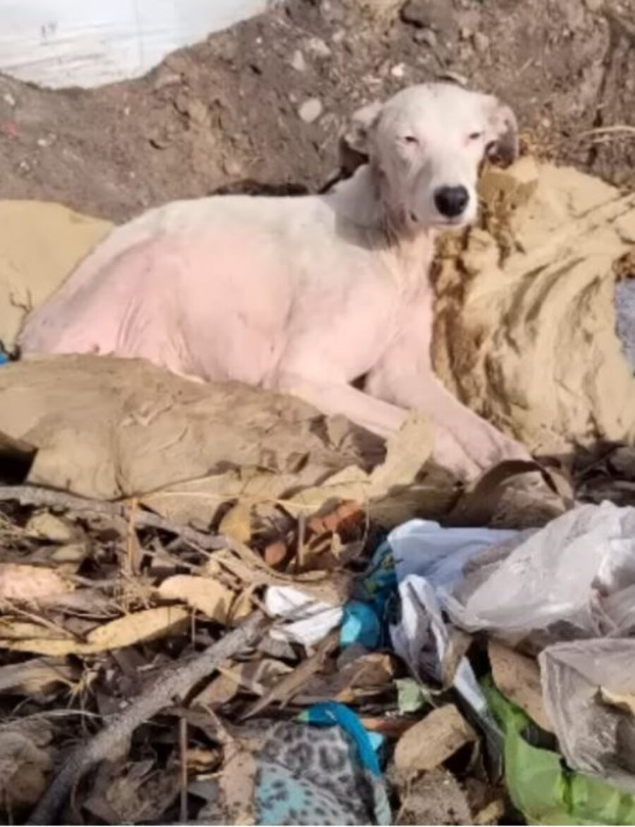 un cane randagio in una discarica