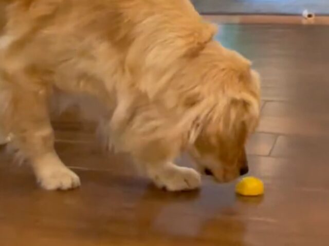 Il cucciolo di Golden Retriever ha a che fare per la prima volta con un limone e il risultato è a dir poco esilarante