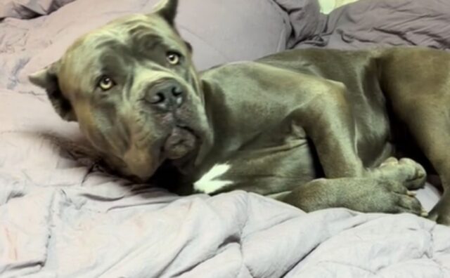 Il modo in cui il Cane Corso reagisce alla famiglia che lo sveglia dal pisolino è impagabile (VIDEO)