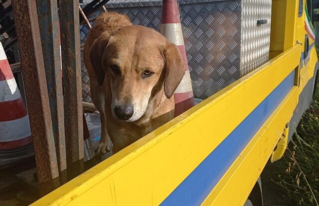 Cane ferito trovato sul raccordo autostradale ad Avellino: come sta il cucciolone?