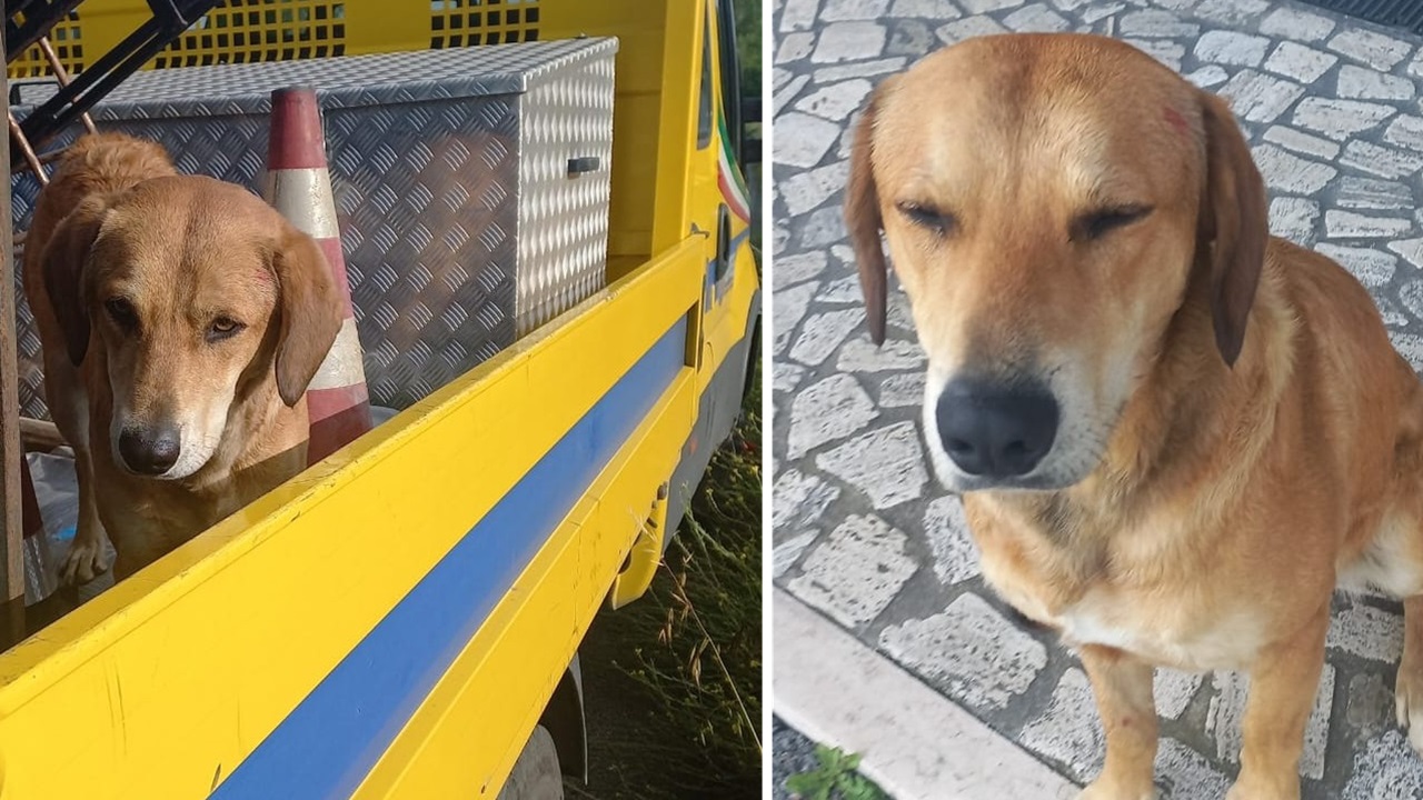 Cane ferito trovato sul raccordo autostradale