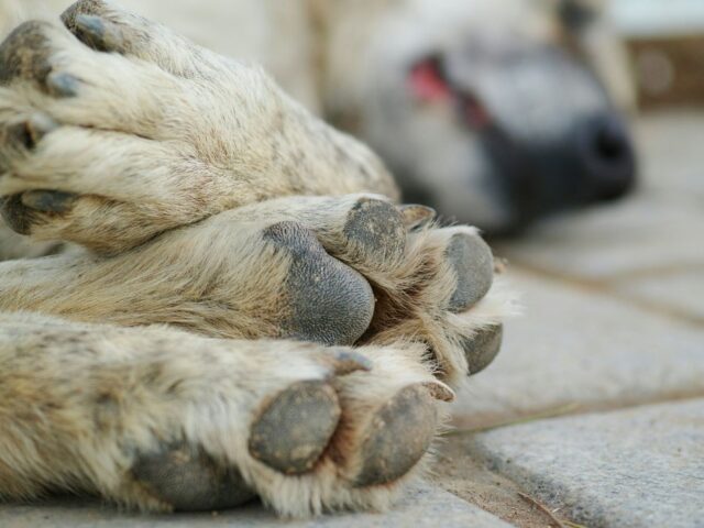 Cane incatenato a un calorifero: denunciato il proprietario che ne ha provocato il decesso