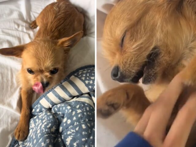 Il piccolo Chihuahua mostra finalmente la sua personalità affascinante dopo il randagismo ed il dolore