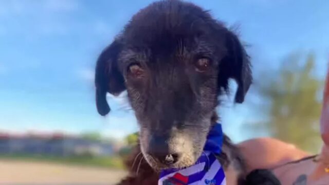 Cane randagio trovato in spiaggia: la veterinaria gli cambia la vita