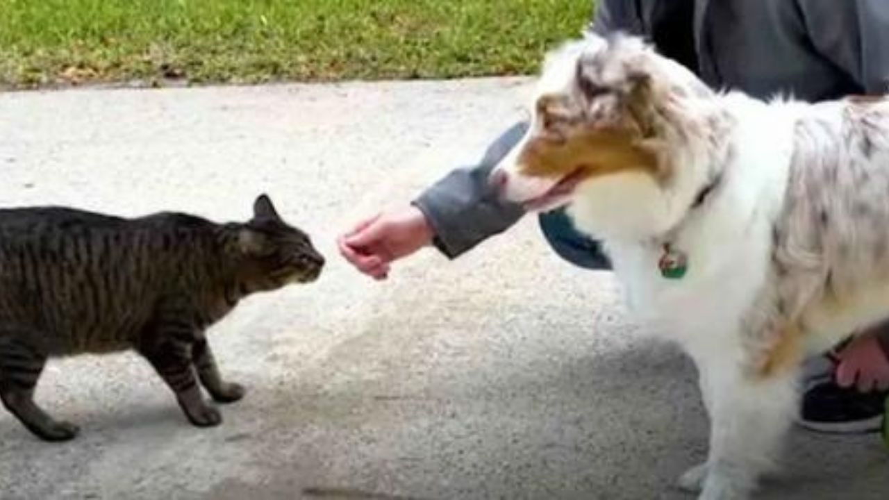 cane salva gatto randagio