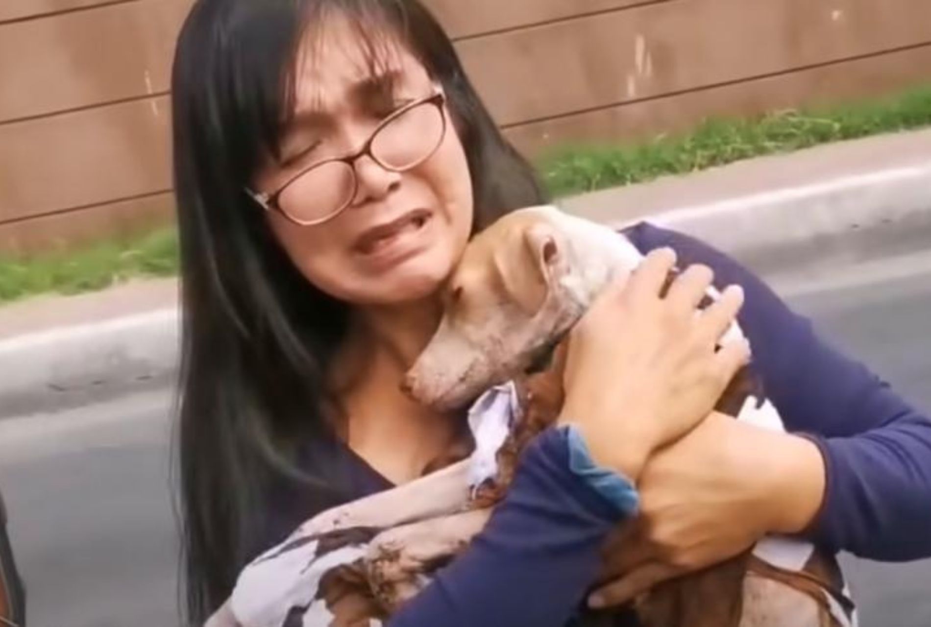 cane salvato dall'autostrada