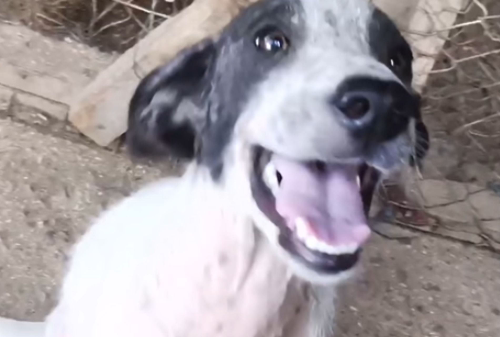 cane salvato sotto al ponte