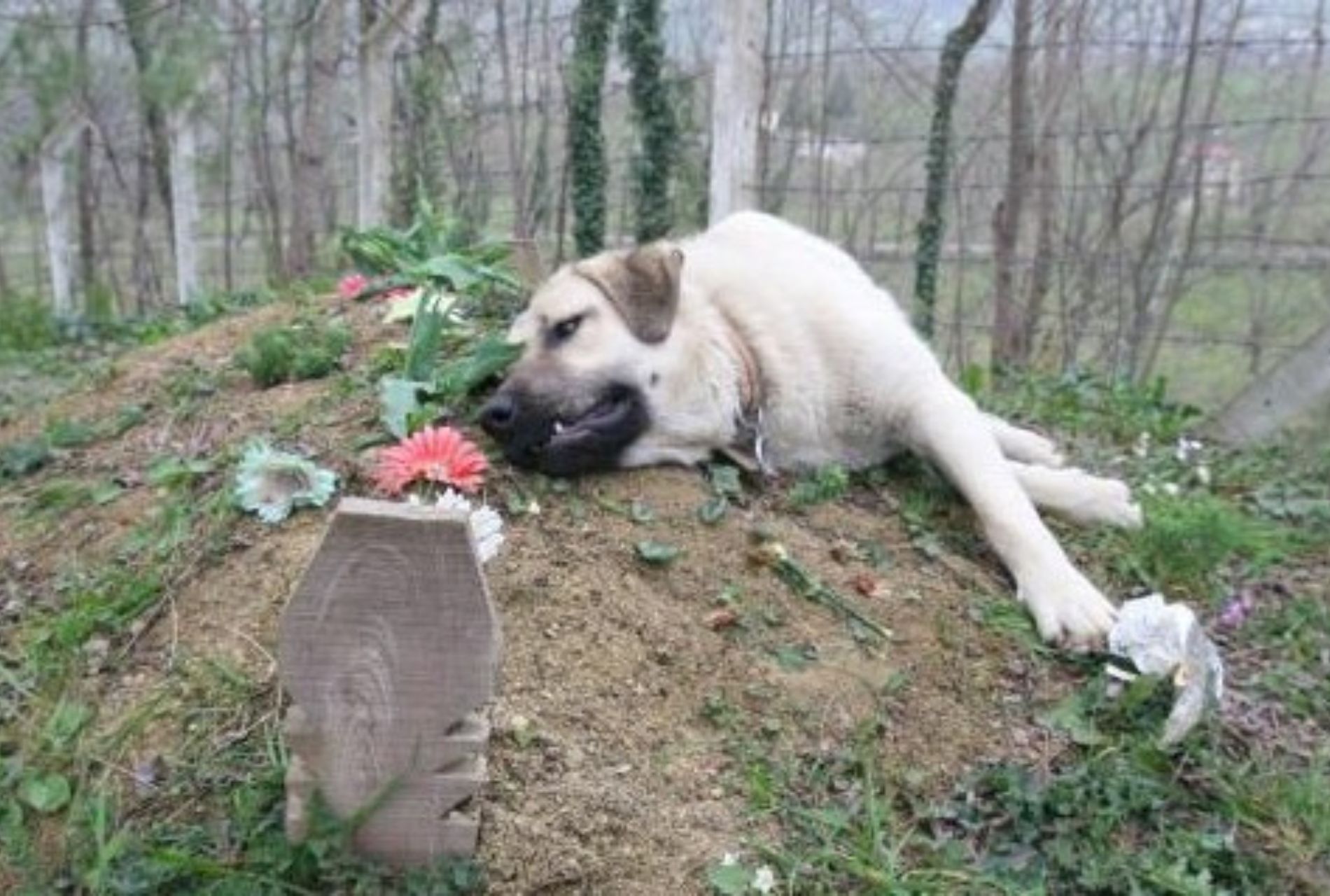 cane su tomba
