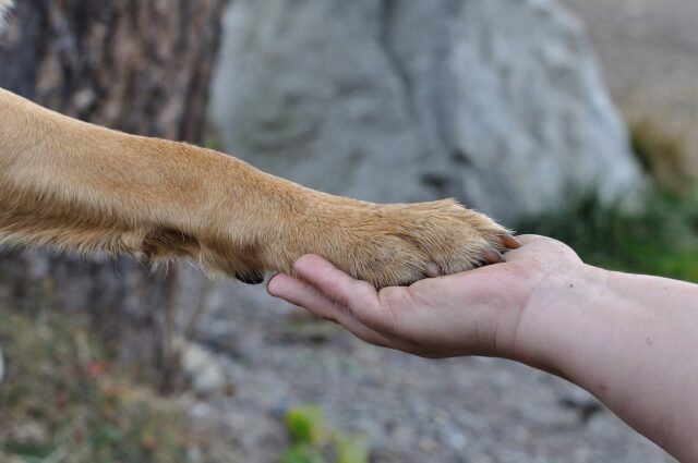 Cane muore per via di una dose di droga: il gesto di ritorsione coinvolge il quattro zampe