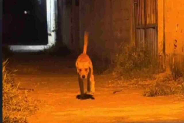 Cane zoppica, ma non perché sta male: ecco perché lo fa