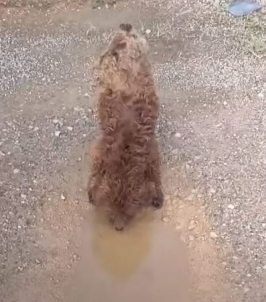 un cucciolo beve dalle pozzanghere
