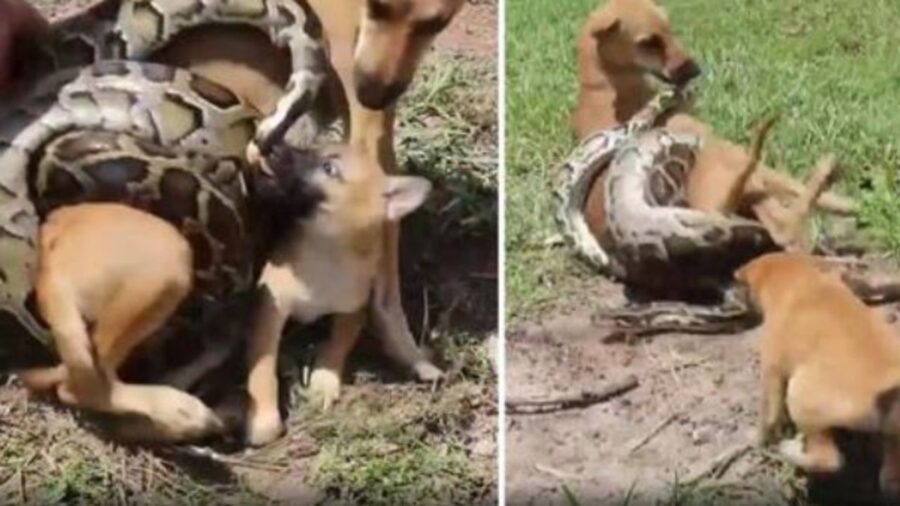 un perro con un cachorro luchando contra una pitón