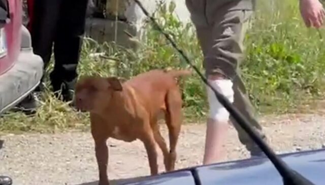 Che fine hanno fatto i due pitbull che hanno aggredito il bambino di Eboli che, purtroppo, non ce l’ha fatta?