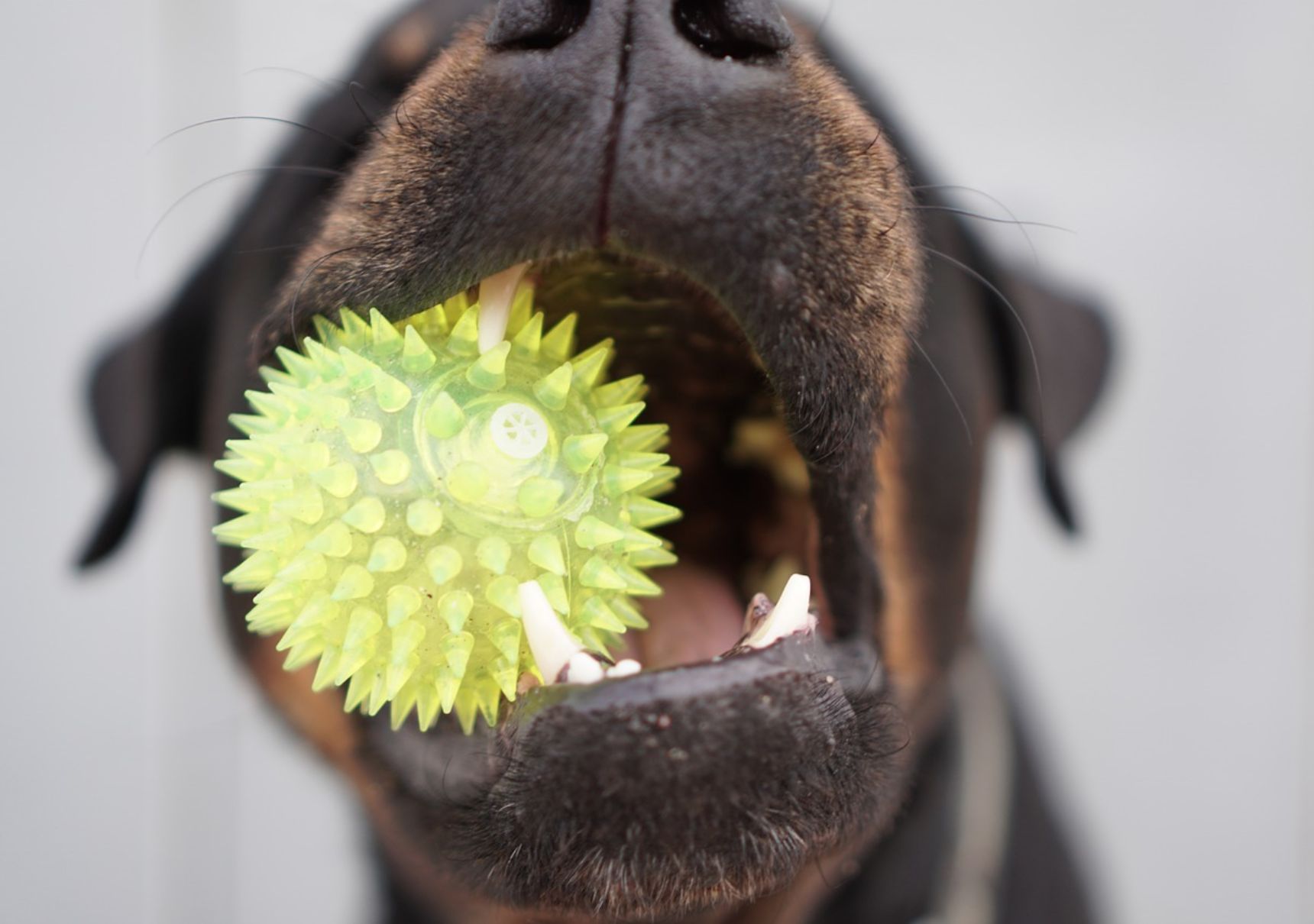 cane con pallina in bocca