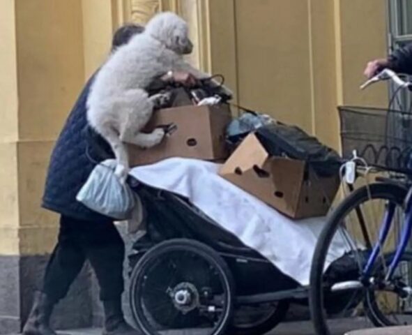 Cucciola di Pastore Maremmano cerca casa dopo settimane di incuria