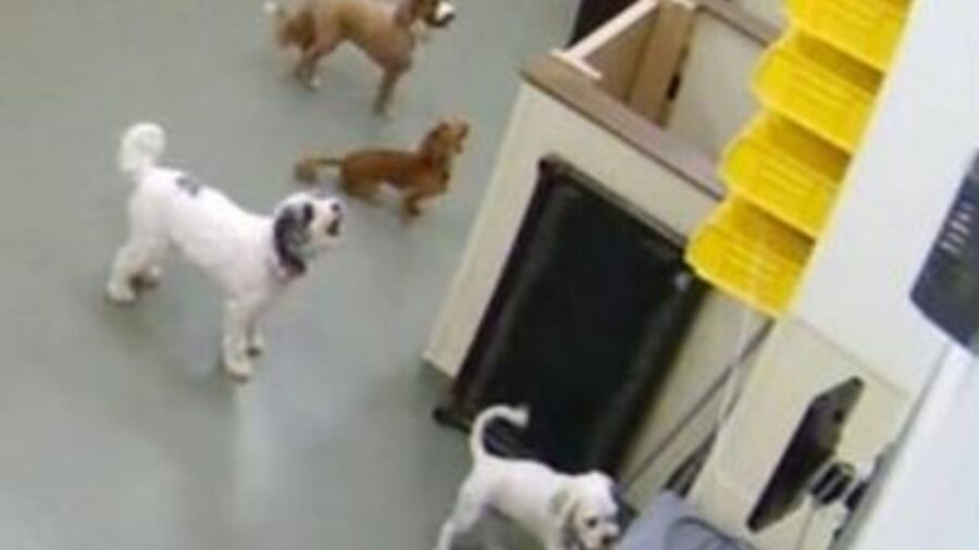 dei cani in un asilo 