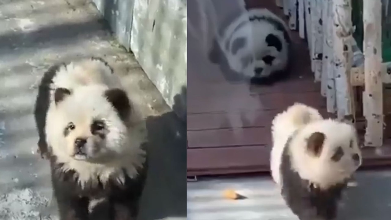 Cuccioli di cane mascherati da panda