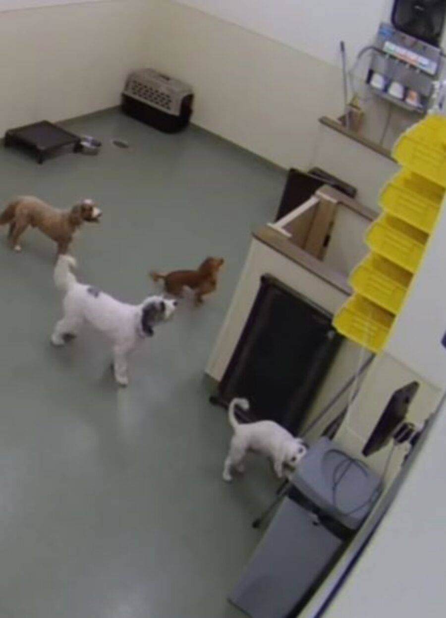 dei cani fuggono da un asilo