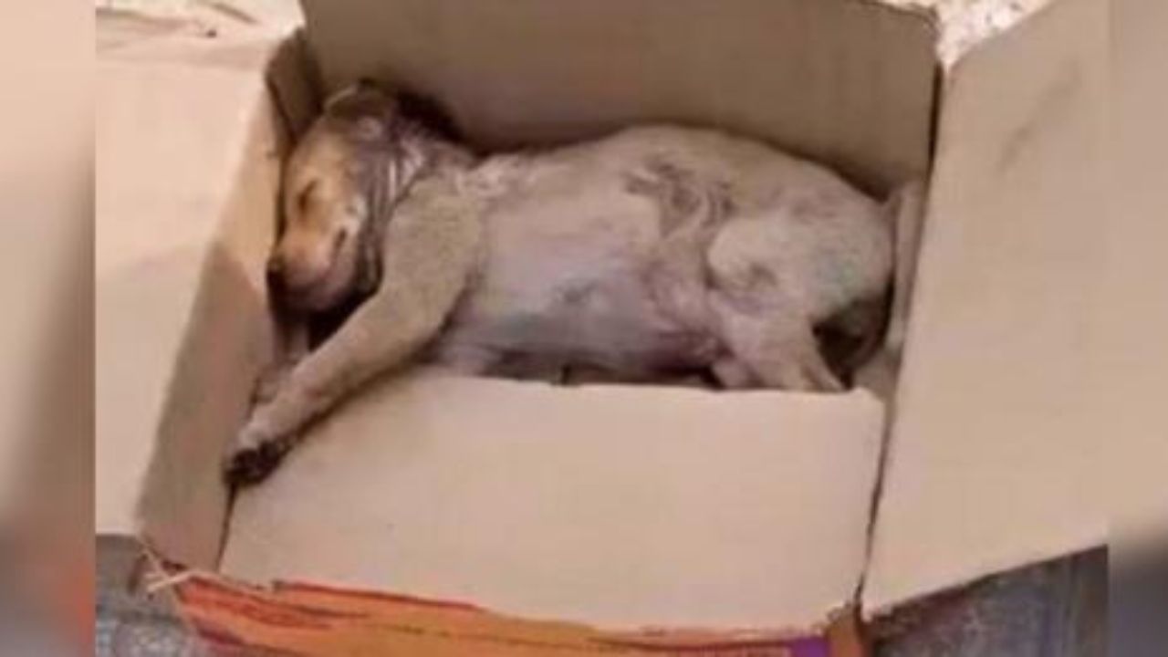 cucciolo trovato in una scatola