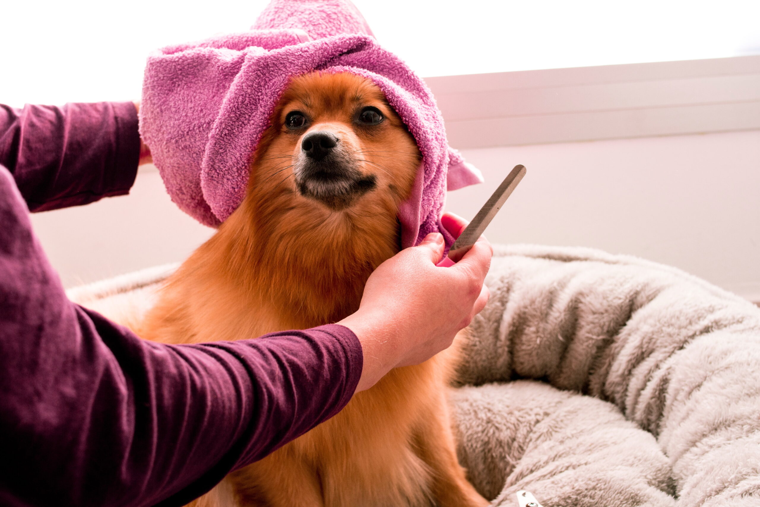 come curare il mantello del cane
