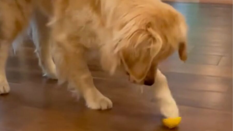 cane che tocca un limone
