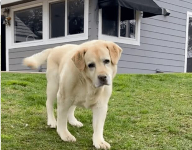 Labrador disabile riesce a superare i limiti della sua malattia neurologica