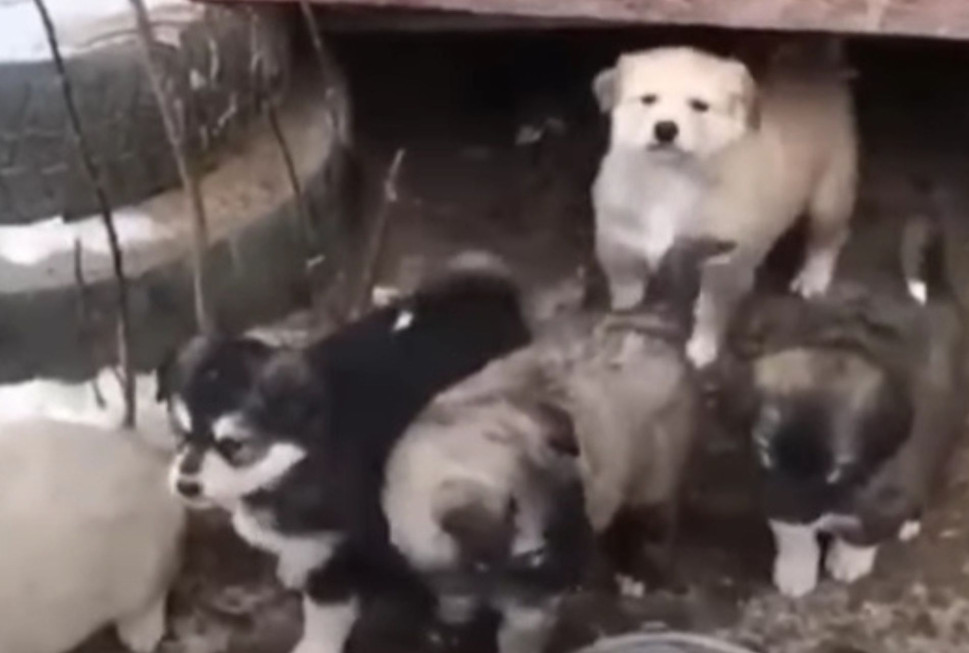 mamma con cuccioli nella neve