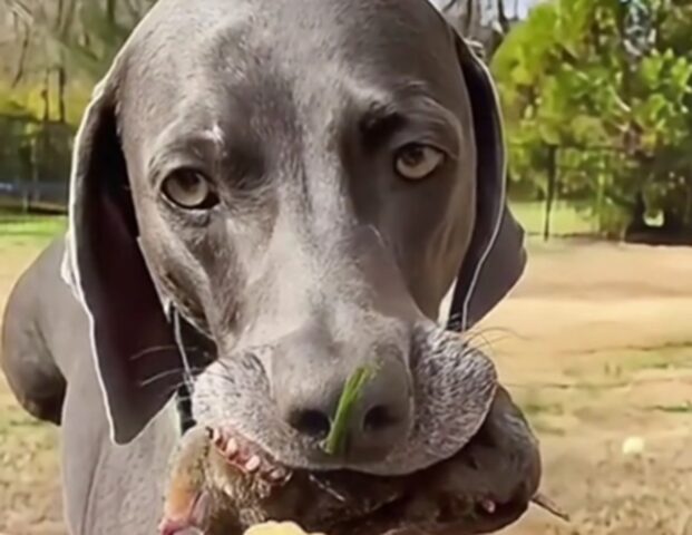 Un uomo salva una piccola talpa dalle fauci del suo cane offrendogli un biscotto: non sapeva che danno avrebbe fatto alla povera talpa quello scambio