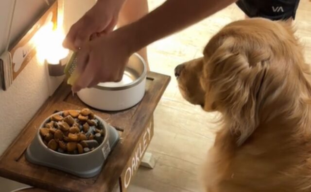 Un vero re: questo Golden Retriever si aspetta una pietanza precisa a cena e sa come pretenderla (VIDEO)