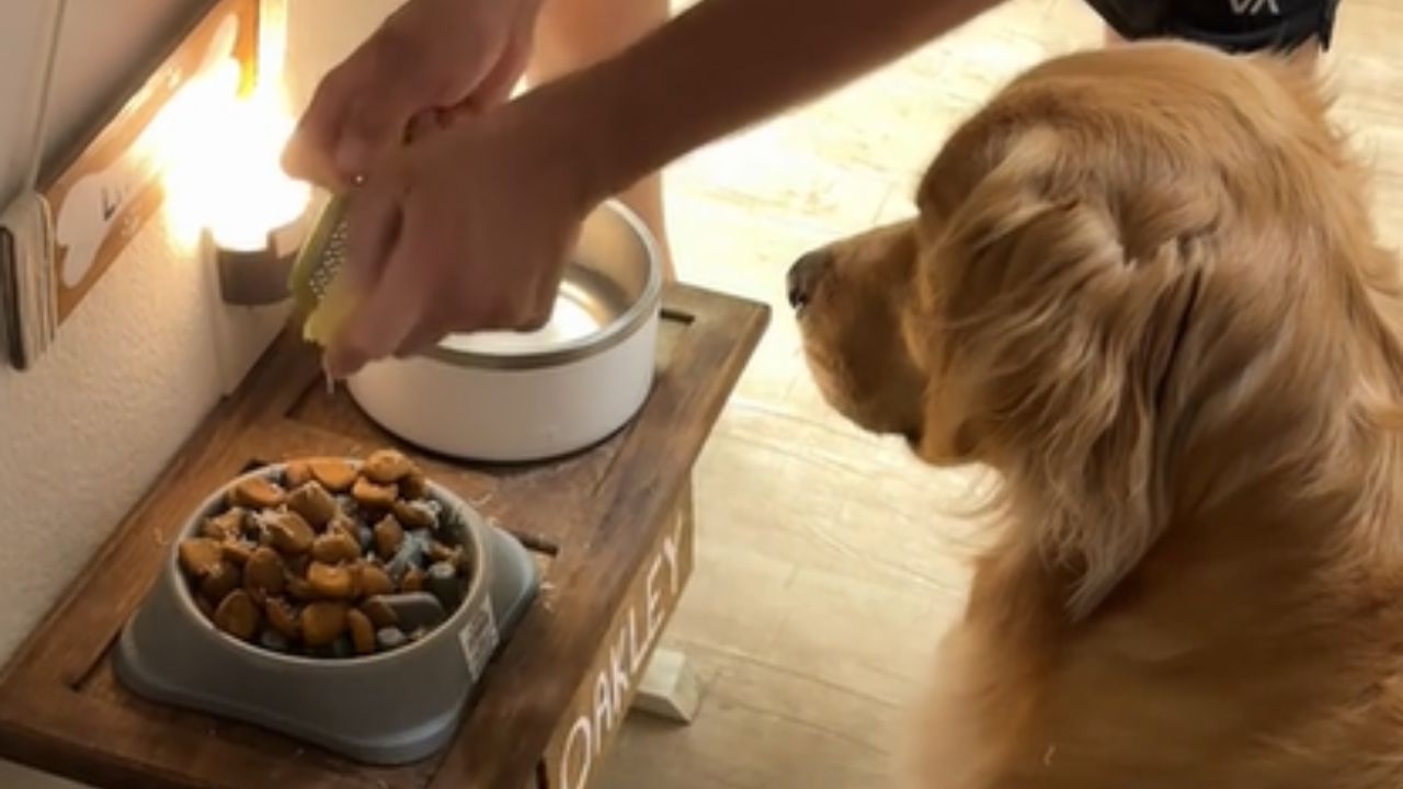 cane attendeil cibo