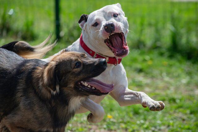 Pit Bull ferisce un anziano e rende in fin di vita il suo cagnolino