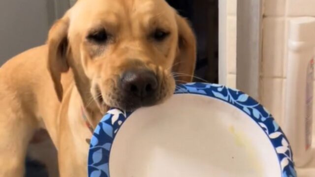 Questo cane ha una passione adorabile: porta tanti regali alla mamma quando lei fa il bagno (VIDEO)
