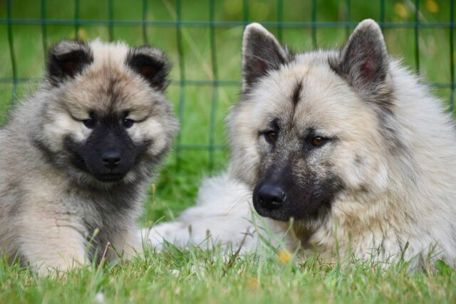 Tentato furto di due cani, uomo condannato: fermato dai proprietari e altri presenti