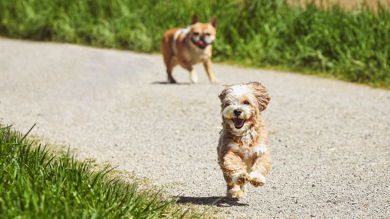 Cani corrono felici