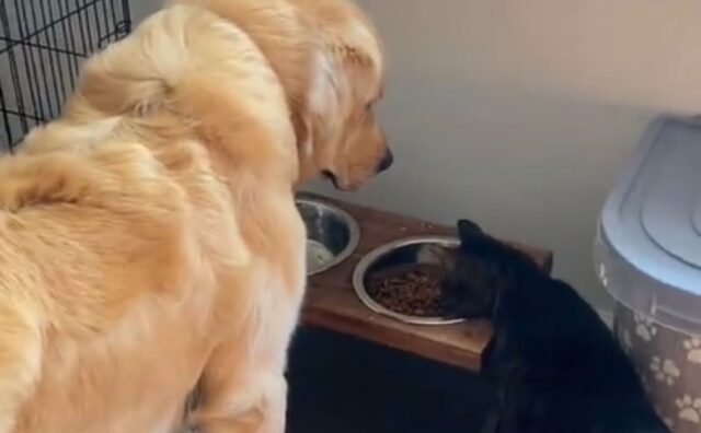 La pazienza del Golden Retriever nei confronti del gatto che vuole rubargli il cibo è a dir poco encomiabile (VIDEO)
