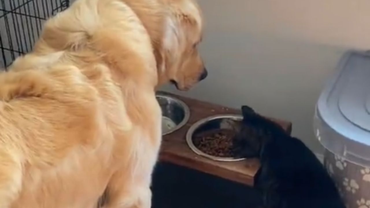 gatto vs cane