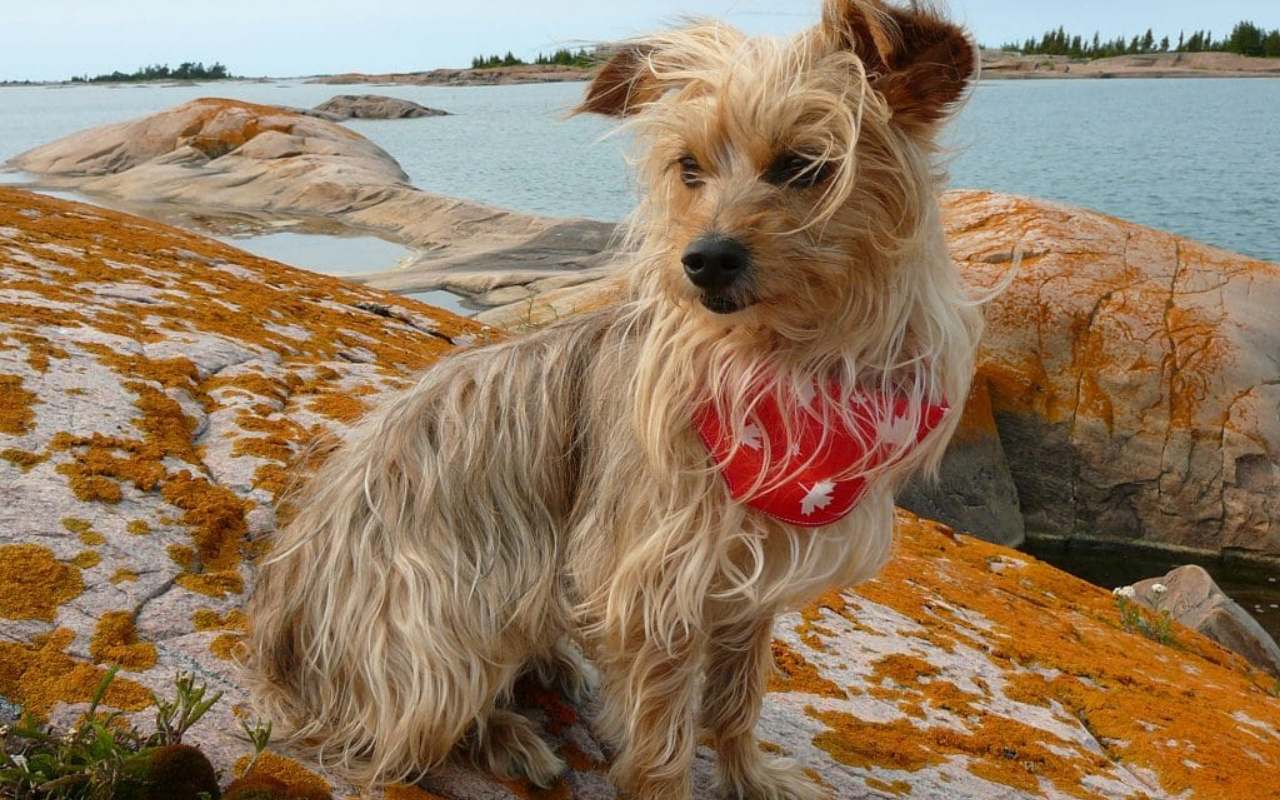 cane in riva al mare