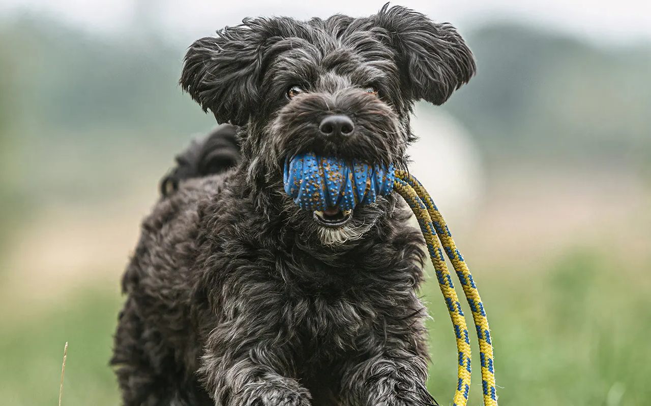 cane con un giocattolo in bocca