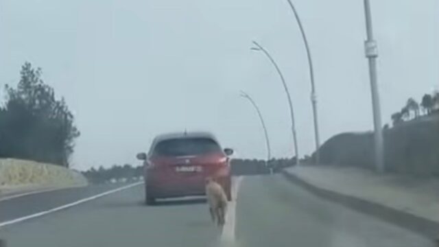 “Non lasciatemi”: uno straziante video mostra il momento in cui abbandonano il povero cane per strada – Video