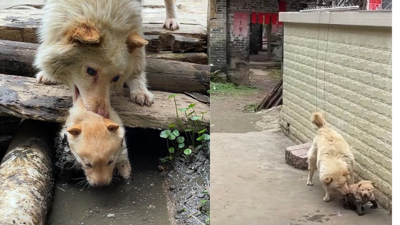 Mamma cane non vedente si prende cura del suo piccolo