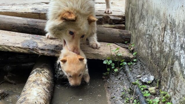“Per favore, aiutatemi”: così mamma cane cieca cercava di salvare il suo povero cucciolo disabile – Video