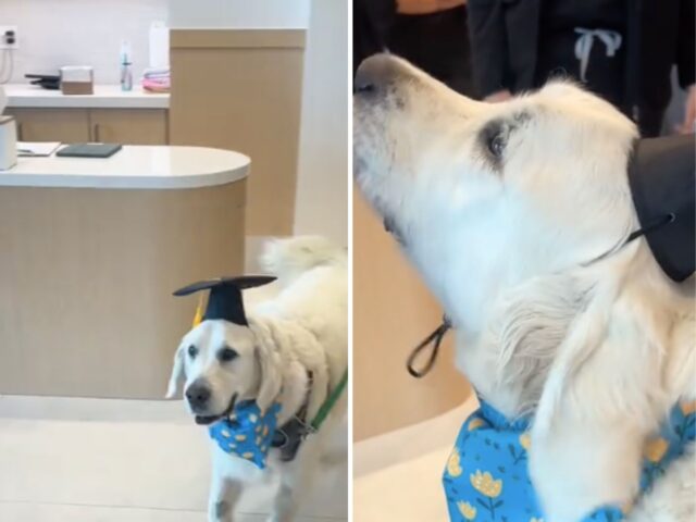 Questo cane riceve una “laurea” speciale: si è finalmente liberato dal cancro, terminando la chemio