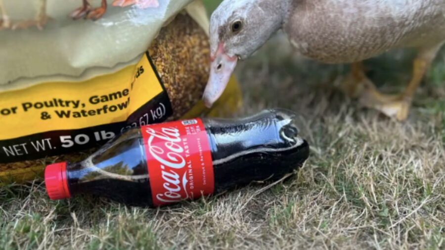 papera con coca cola