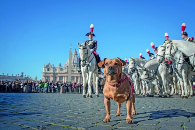 C’è un motivo se il cane Briciola ha sfilato davanti a Mattarella nella parata del 2 giugno: ecco chi è