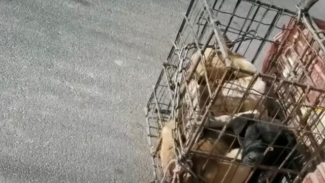 Delle persone crudeli li hanno trattati così: i cani erano legati e incapaci di muoversi – Video