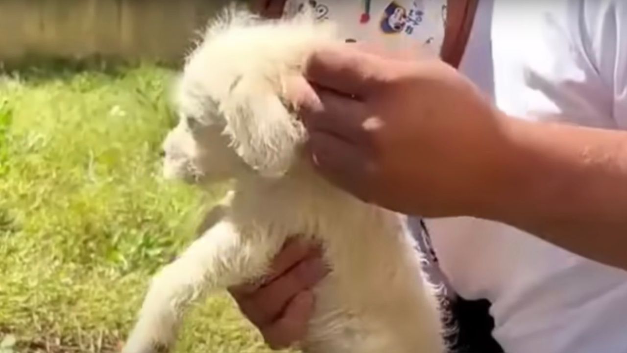 Cagnolino bianco in braccio